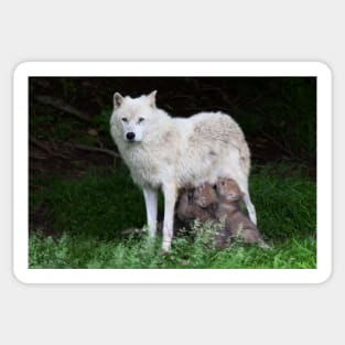 Remus and Romulus - Arctic Wolf Sticker